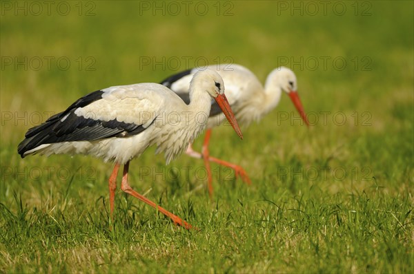 White storks, Dingdener Heide nature reserve, North Rhine-Westphalia, Germany, Europe