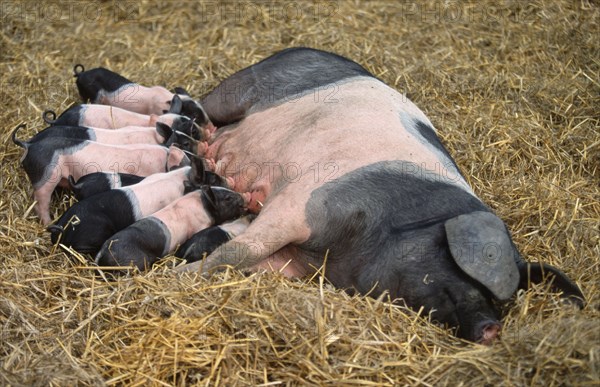 Swabian-Haellian pigs, sow suckling piglet, Swabian-Haellian pig