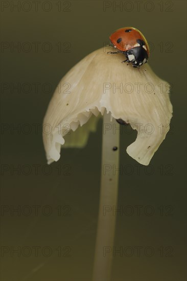 Seven-spott ladybird (Coccinella septempunctata) on rose-leaved helminth (Mycena galericulatan),
