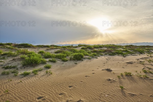 Beach "Platja del Fangar", Vegetation, nature reserve, ebro delta, Catalonia, Spain, Europe