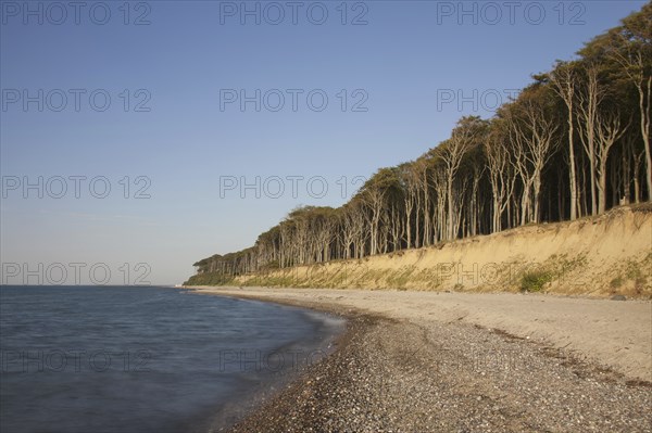 Beech trees, shaped by strong sea winds, at Ghost Wood, Gespensterwald along the Baltic Sea beach