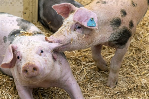 Piglets in species-appropriate husbandry, pigs in a fattening farm, Stuttgart, Baden-Württemberg,