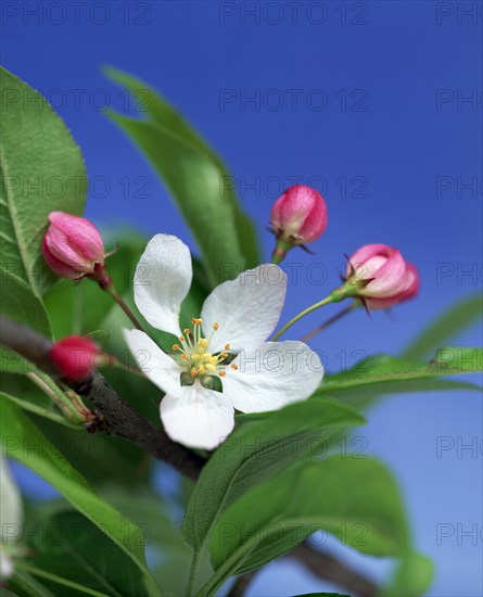 Wild apple blossoms (Malus silvestris)