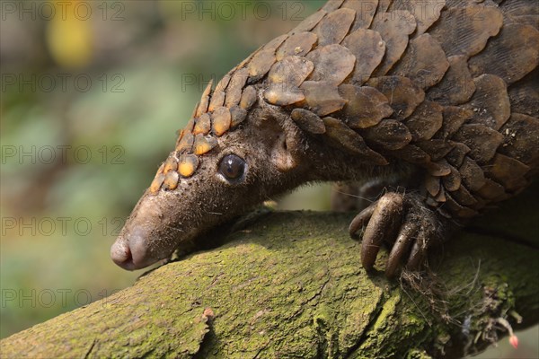 Long-tailed pangolin (Phataginus tetradactyla), Mangamba, Littoral Province, Cameroon, Africa