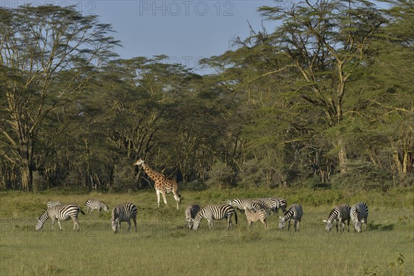 Rothschild Giraffe or Ugandan Giraffe (Giraffa camelopardalis rothschildi) and Grant's Zebras