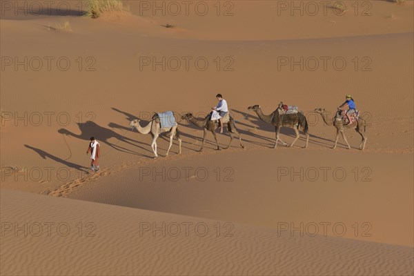Tourists riding camels, Sahara, Meknès-Tafilalet region, Morocco, Africa