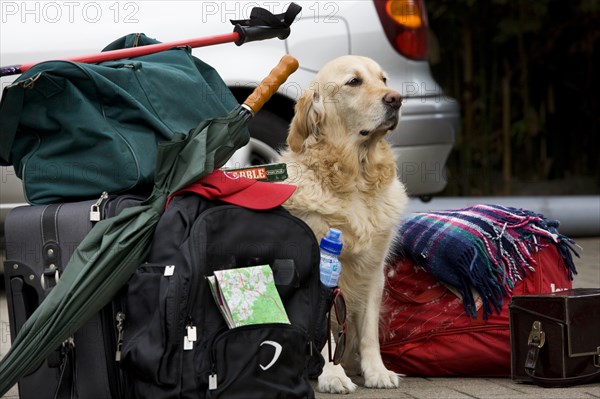 Golden domestic dog (Canis lupus familiaris) guards luggage