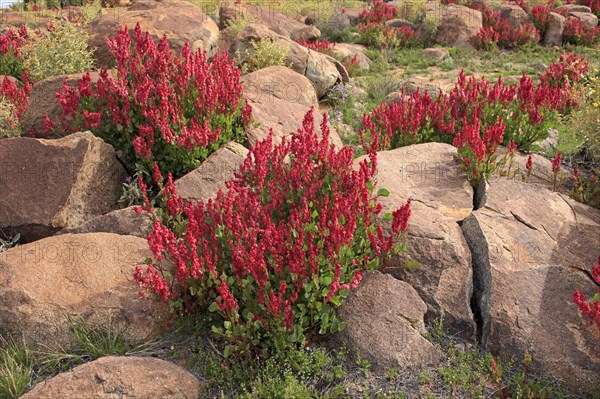 Bladderdock, Sturt national park, New South Wales, Australia (Rumex vesicarius)