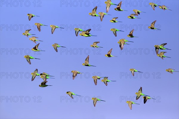 Budgerigars (Melopsittacus undulatus), New South Wales, Australia, Oceania