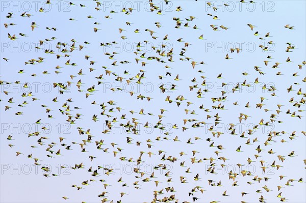 Budgerigars (Melopsittacus undulatus), New South Wales, Australia, Oceania