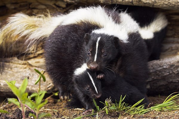 Striped Skunk (Mephitis mephitis) with young