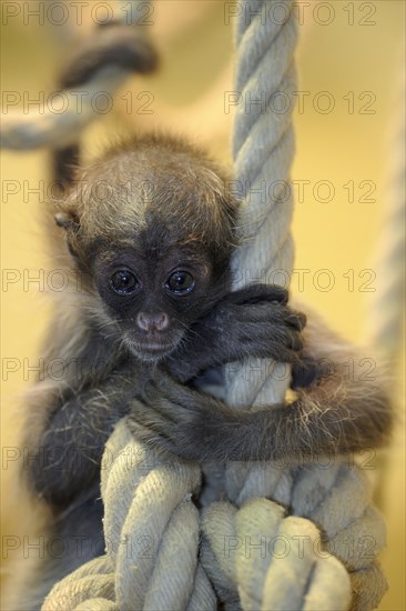 Golden-fronted spider monkey, juvenile (Ateles belzebuth belzebuth)