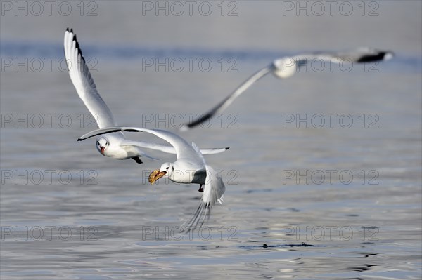Black-headed Gulls (Larus ridibundus), one with prey, Germany, Europe
