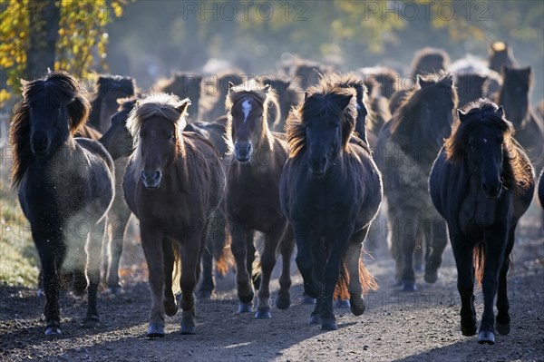 Icelandic ponies, Icelandic, Icelandic horse