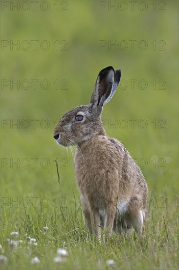 European brown bare (Lepus europaeus) in grassland suffering from corneal ulcer in its eye