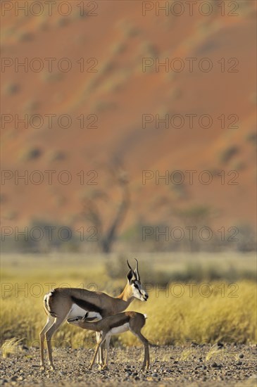 Springbok (Antidorcas marsupialis) suckling calf in the Sossusvlei, Sossus Vlei, Namib desert,