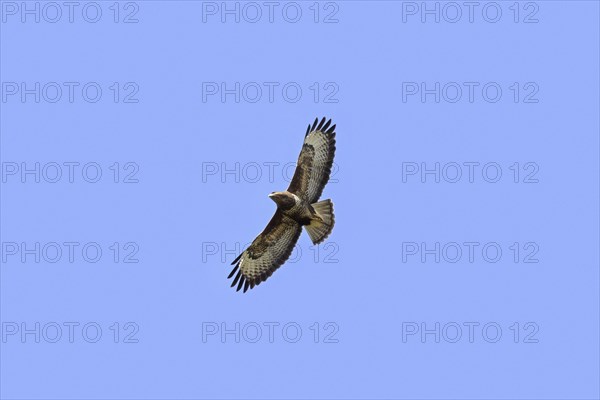 Common buzzard (Buteo buteo) in flight soaring against blue sky