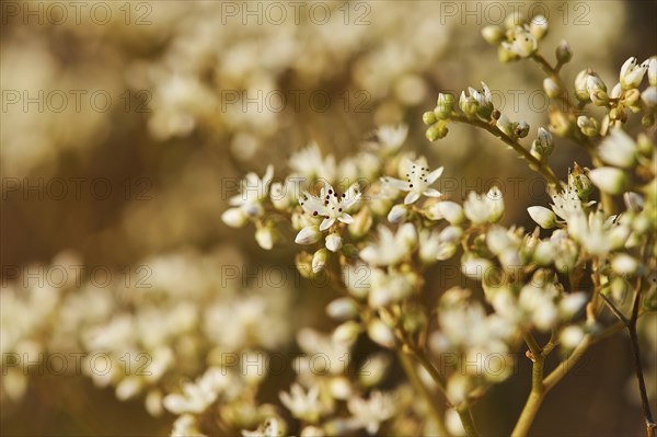 White stonecrop (Sedum album) blooming at Mount "La Talaia del Montmell" at evening, Catalonia,