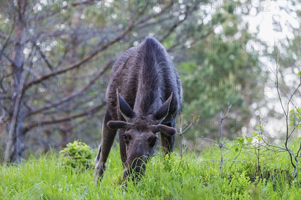 Eurasian elk (Alces alces), Dovrefjell–Sunndalsfjella National Park, Norway, Europe
