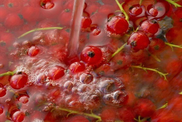 Redcurrants (Ribes rubrum) wash in water