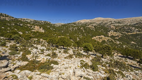 Lassithi, Katharo, Machia, trees, mountains, cloudless blue sky, East Crete, island of Crete,