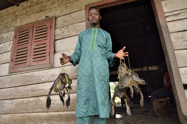 Frog catcher with live Goliath frogs (Conraua goliath), largest frog in the world, Kolla in