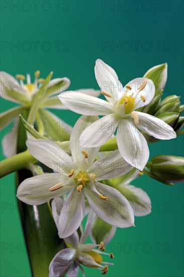 Early Scilla (Scilla tubergeniana), White Squill (Scilla mischtschenkoana)
