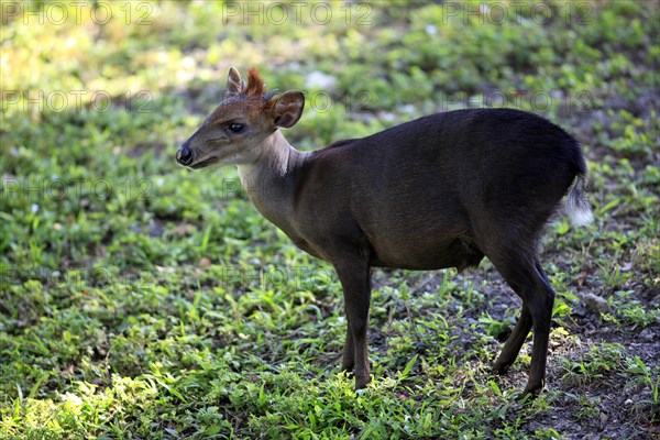 Black Duiker (Cephalophus niger), male, side