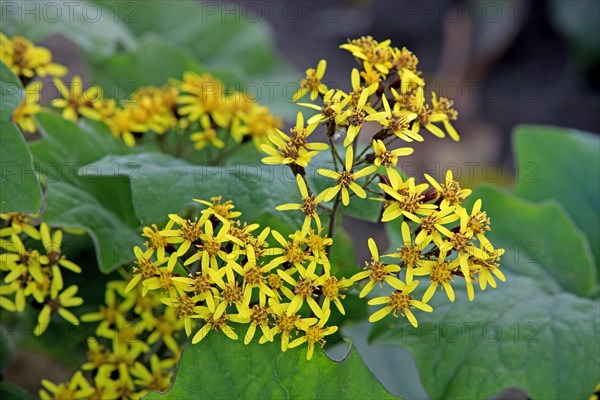 Velvet gundel, California (Senecio petasitis), USA, North America
