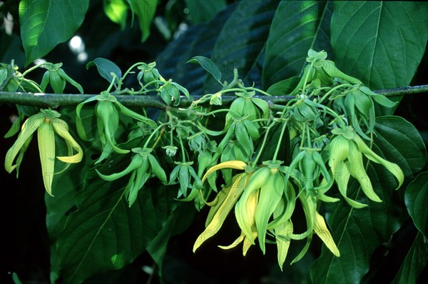Alangilang tree, Madagascar (Cananga odorata)