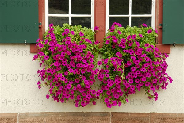 Window with petunias (Petunia hybrid)