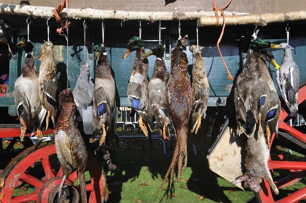 Carriage with game, mallard, wood pigeon, pheasant, hare, during the commemoration of Saint Hubert,
