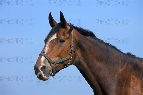 Holstein domestic horse (Equus caballus) close-up, Germany, Europe