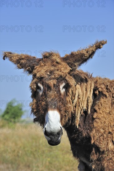 Poitou donkey, purebred, domestic animals, ungulates, farm animals, odd-toed ungulates, mammals,