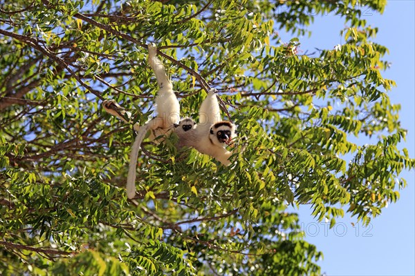 Verreaux's sifakas (Propithecus verreauxi), female and juvenile, Berenty Reserve, Madagascar,