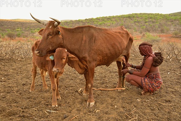 Himba woman milking a cow, Ombombo, Kaokoland, Kunene, Namibia, Africa