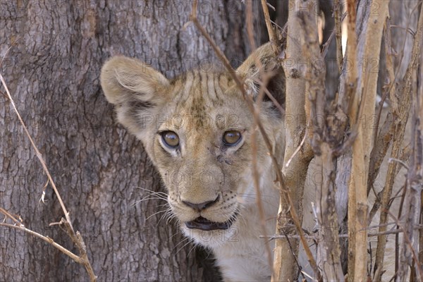 Young lion (Panthera leo) in a bush, Nsefu sector, South Luangwa National Park, Zambia, Africa