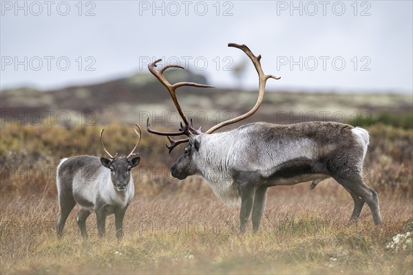 Wild mountain reindeer (Rangifer tarandus tarandus), bull courting female, in autumn tundra,