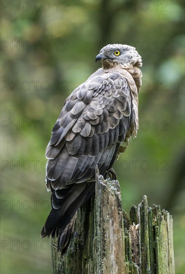 European honey buzzard (Pernis apivorus), captive, Bavaria, Germany, Europe