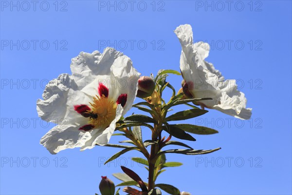 Lacquer cistus, Cistus ladanifer, Andalusia, Spain, Europe