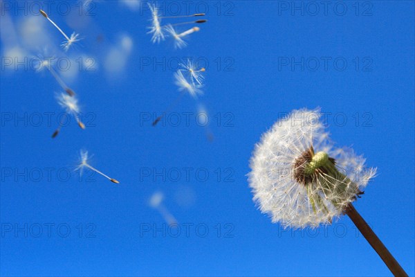 Dandelionfruit cloud, , , Flying seeds
