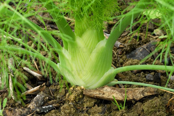 Tuber fennel 'Perfection' (Foeniculum vulgare ssp. vulgare var. azoricum) , fennel