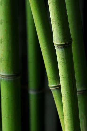 Bamboo