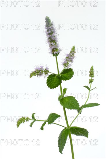 Real Peppermint ( Mentha x piperita)