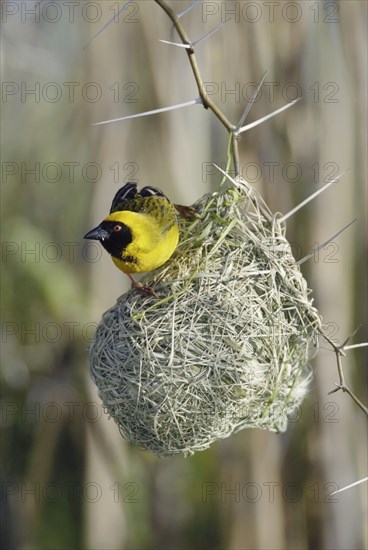 African Masked Weaver (Ploceus velatus), male, on nest, South Africa, Africa