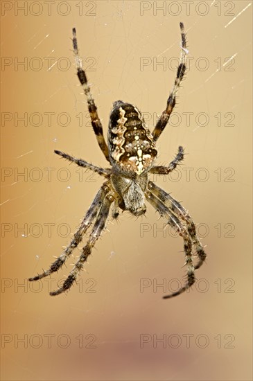 Garden cross spider in web, North Rhine-Westphalia, Germany, Europe