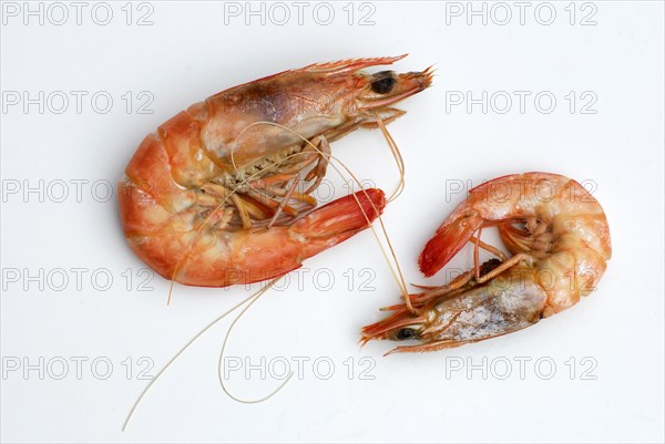 Australian flagellate shrimp (Penaeus plebejus), Australian prawn