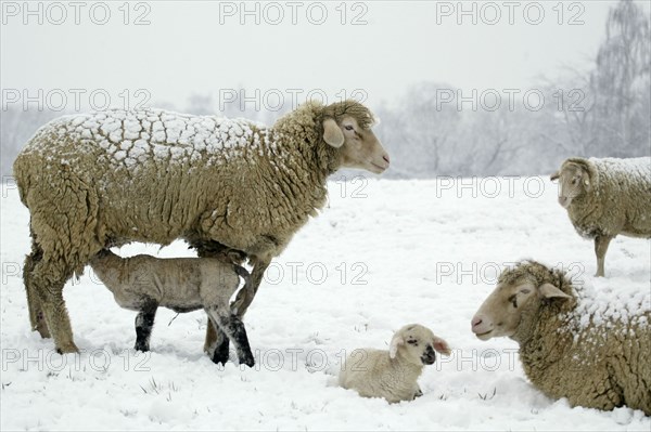 Merino Sheep with lambs, Merino sheep with lambs, lamb, sheep, sheep, snow, snow