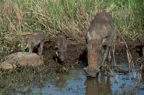 Warthog, female with young, Hluhluwe National Park, desert warthog (Phacochoerus aethiopicus), pig