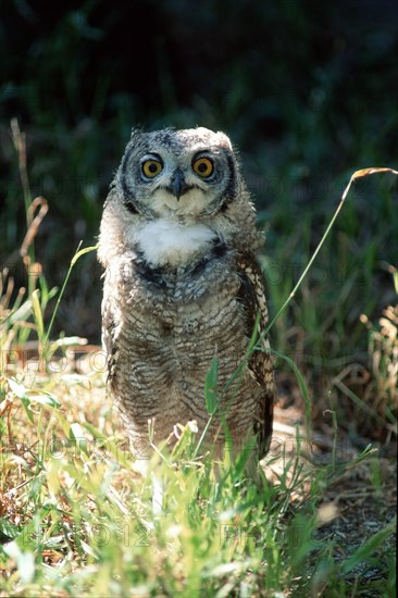 Spotted Eagle-owl (Bubo africanus), South Africa, Africa